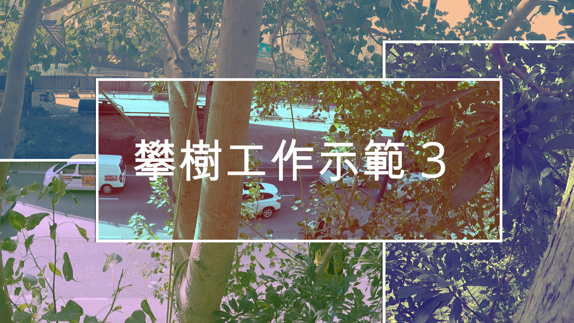 攀樹工作示範 3
